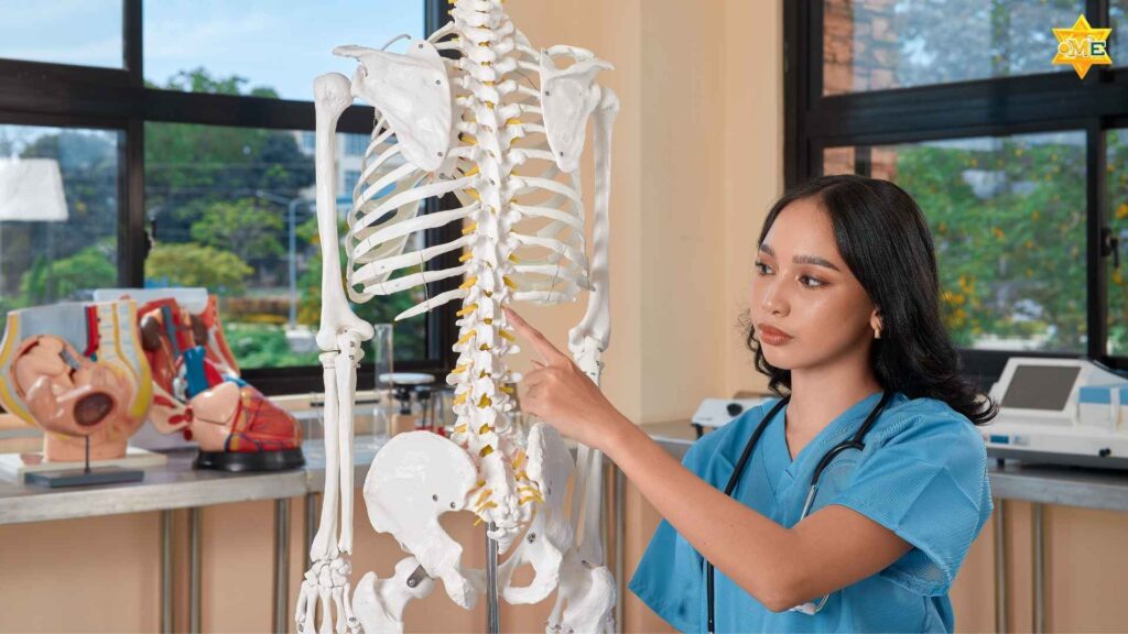 Hình ảnh giải phẫu chi tiết cột sống người
