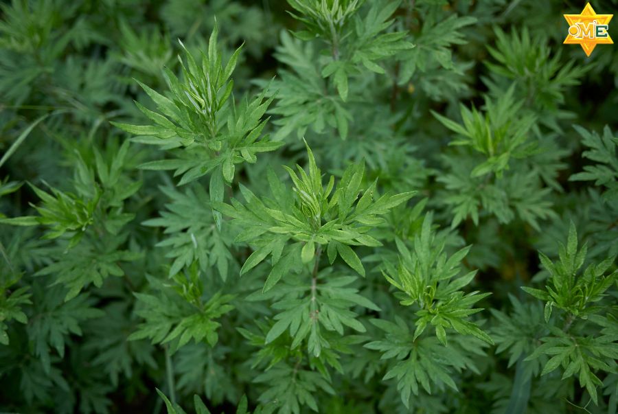 Lưu ý khi chăm sóc bằng Y học cổ truyền