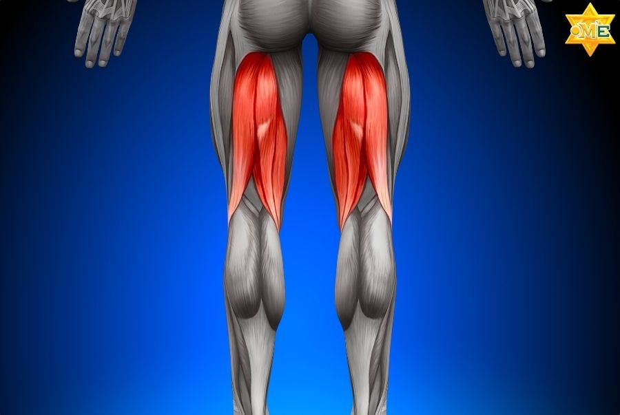 Giới thiệu về giải phẫu hệ thống cơ xương khớp