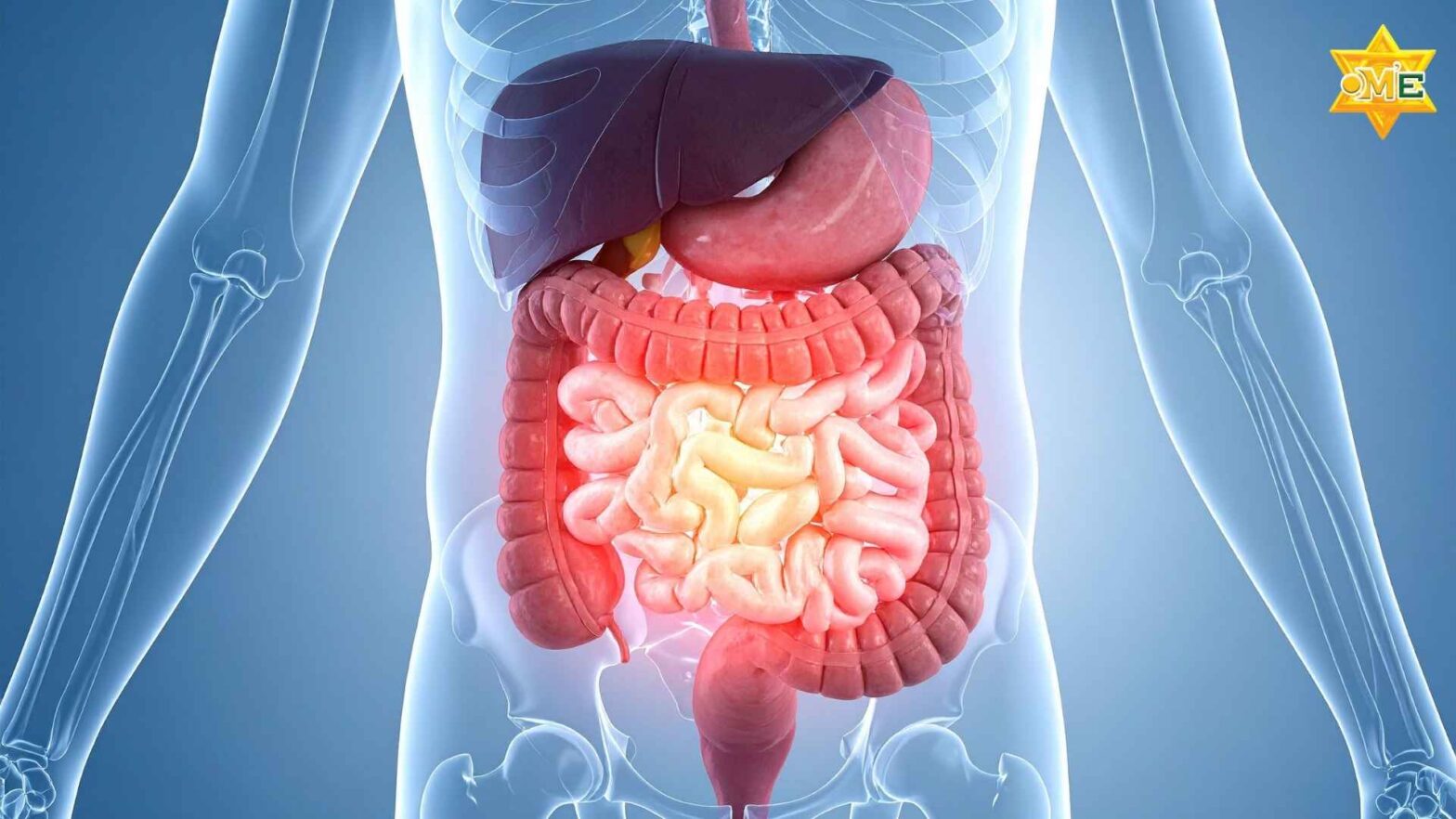 Hình minh họa cấu tạo đại tràng và vị trí bị viêm