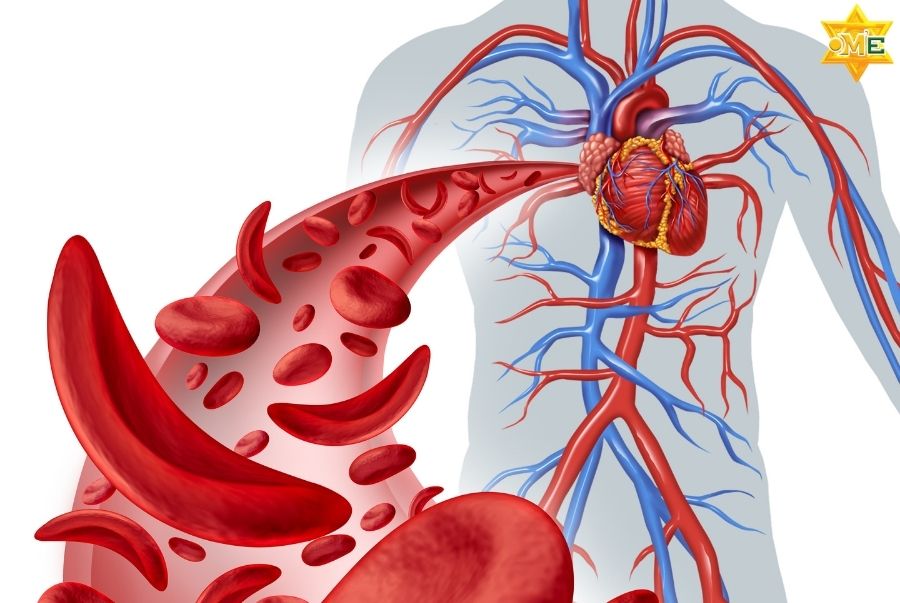 Cách bấm huyệt lưu thông máu nào đơn giản và an toàn tại nhà?