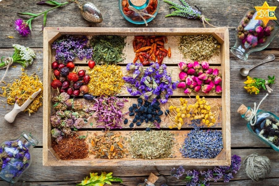 Cây thuốc nam chữa dạ dày đại tràng có thực sự hiệu quả không?