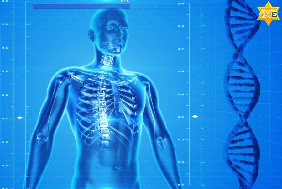 Hệ thần kinh giao cảm hoạt động như thế nào trong cơ thể?