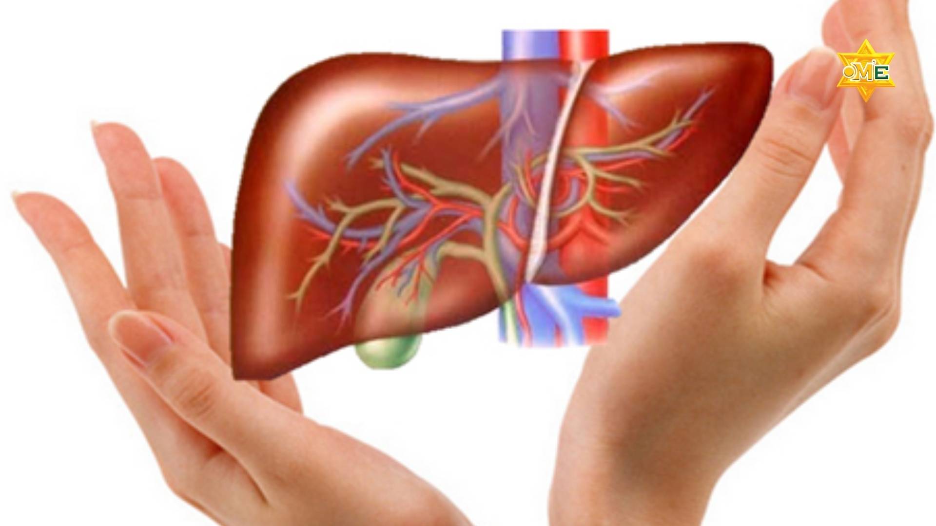 Phục Hồi Chức Năng Gan Tự Nhiên